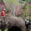 Handlers showing the traditional way elephants were used in thai cullture