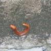 millipede
