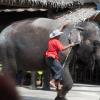 The traditional way to mount an elephant