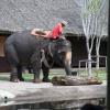 Rolling a log into the water so they could show how the elephants were used to pull them out.