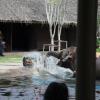 The amazing strength of an elephants trunk