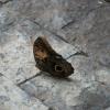 Owl Butterfly