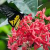 Troides Birdwing