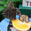 Blue Morpho feeding