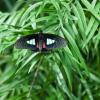 Mountain Longwing