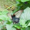 Low's Swallowtail in flight.  Malachite on the ground