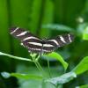 Zebra Longwing