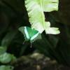 Banded Peacock