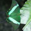 Banded Peacock