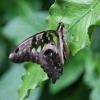 Tailed Jay