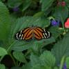 I believe this is a TIger Longwing