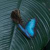 Blue Morpho