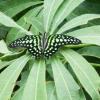 Tailed Jay