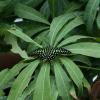 Tailed Jay