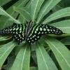 Tailed Jay