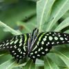 Tailed Jay