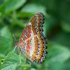 Red Lacewing