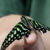 Tailed Jay