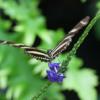 Zebra Longwing