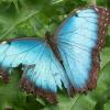 Blue Morpho