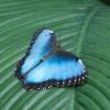 Blue Morpho