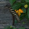 Zebra Longwing