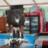 A Falcon that was being displayed as we got off the Hornblower