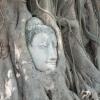 The Banyan tree grew naturaly over this Buddha head.  It was not trained to do so.